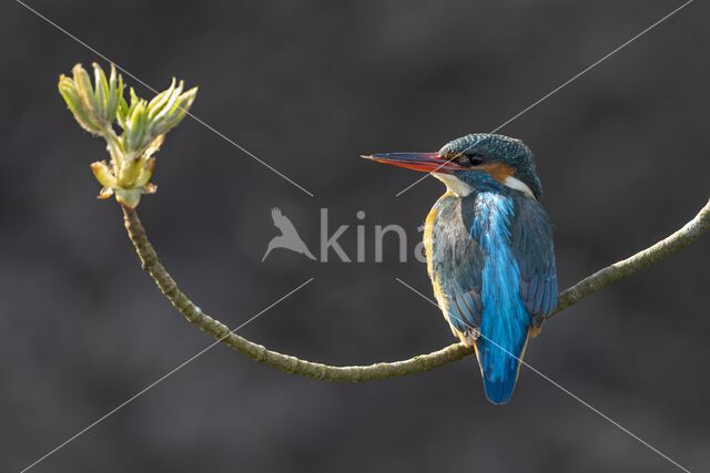 IJsvogel (Alcedo atthis)