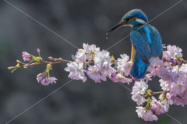 IJsvogel (Alcedo atthis)