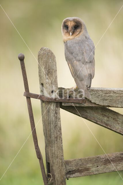 Barn Owl (Tyto alba)