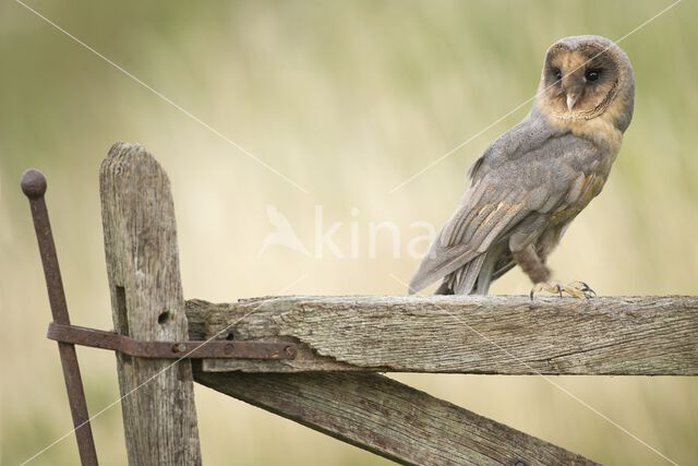 Barn Owl (Tyto alba)