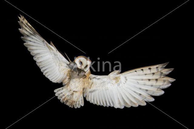 Barn Owl (Tyto alba)