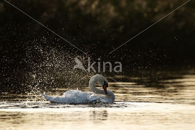 Knobbelzwaan (Cygnus olor)