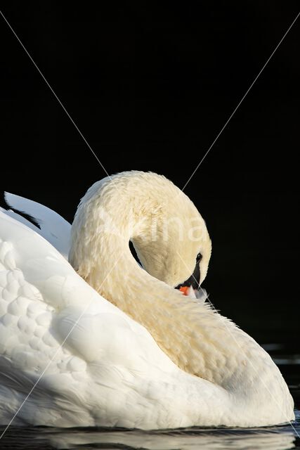 Knobbelzwaan (Cygnus olor)