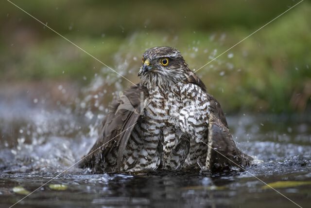 Sperwer (Accipiter nisus)