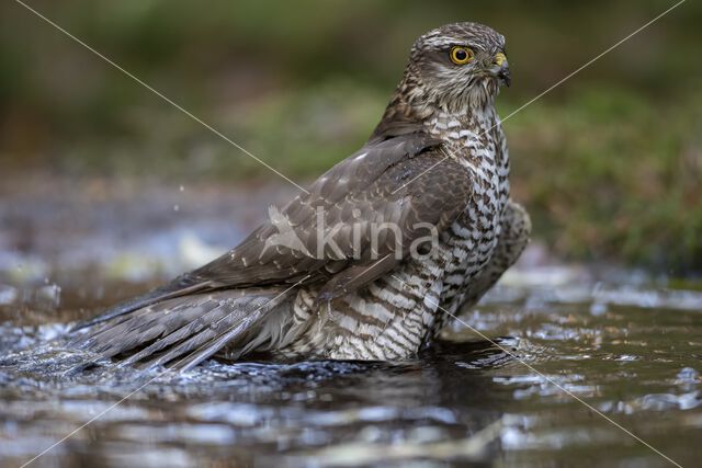 Sperwer (Accipiter nisus)