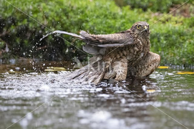 Sperwer (Accipiter nisus)