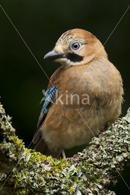 Vlaamse Gaai (Garrulus glandarius)