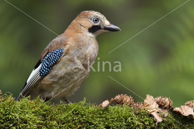 Vlaamse Gaai (Garrulus glandarius)