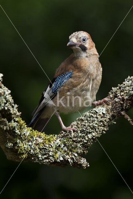 Vlaamse Gaai (Garrulus glandarius)