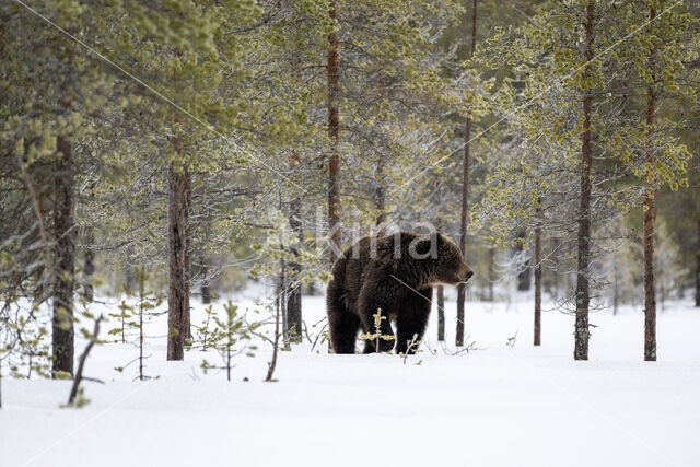 Bruine beer (Ursus arctos)