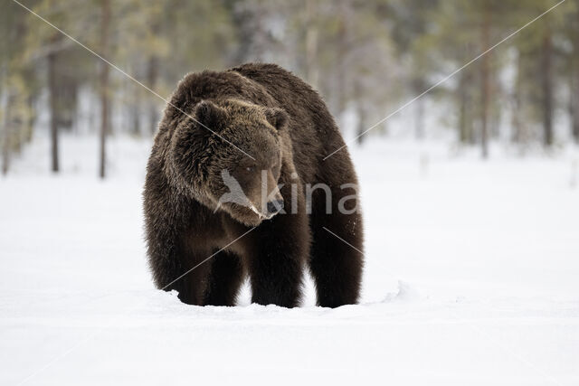 Bruine beer (Ursus arctos)