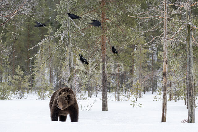 Bruine beer (Ursus arctos)