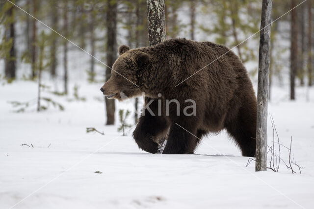 Bruine beer (Ursus arctos)