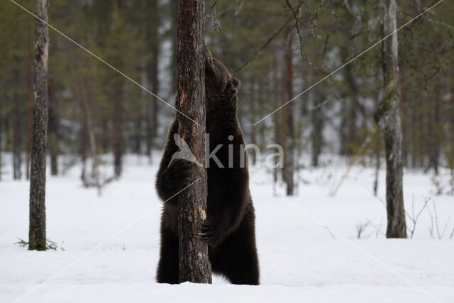 Bruine beer (Ursus arctos)