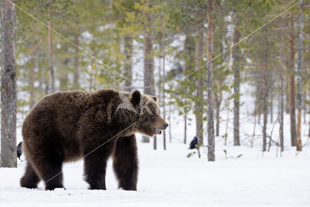 Bruine beer (Ursus arctos)