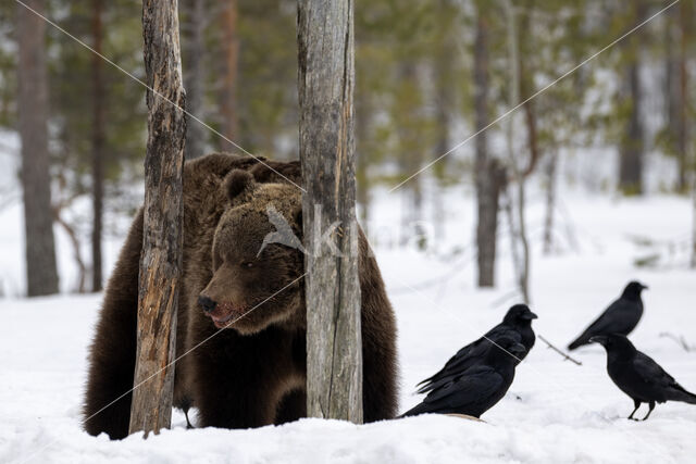 Bruine beer (Ursus arctos)