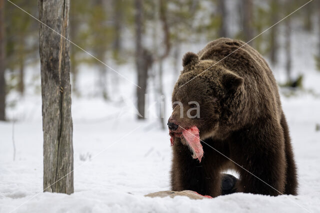 Bruine beer (Ursus arctos)