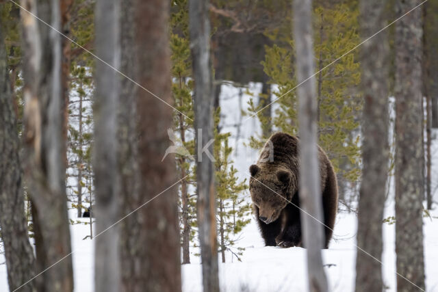 Bruine beer (Ursus arctos)