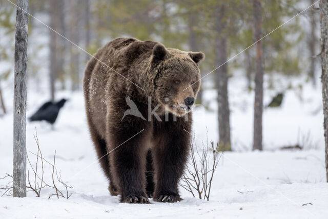 Bruine beer (Ursus arctos)