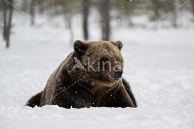 Bruine beer (Ursus arctos)