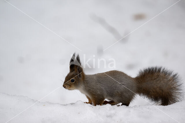 Eekhoorn (Sciurus vulgaris)