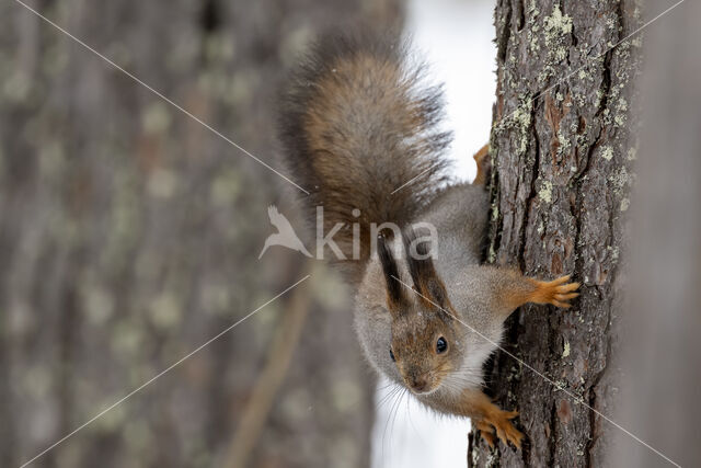 Eekhoorn (Sciurus vulgaris)