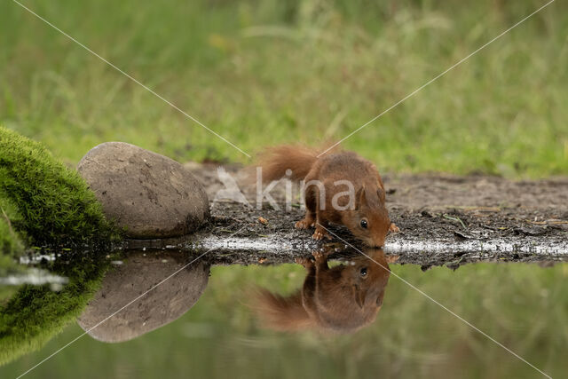 Eekhoorn (Sciurus vulgaris)