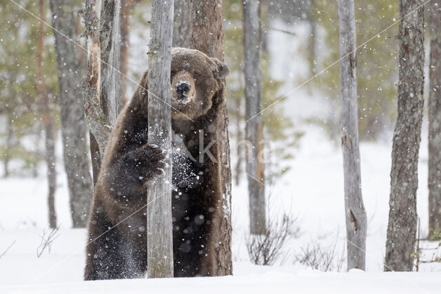 Bruine beer (Ursus arctos)