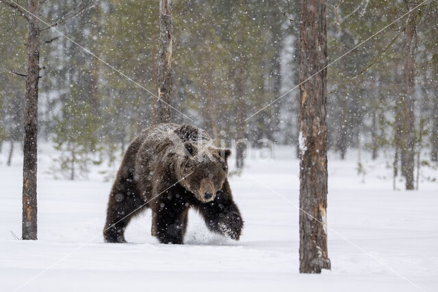 Bruine beer (Ursus arctos)