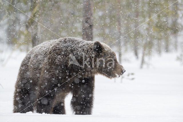 Bruine beer (Ursus arctos)