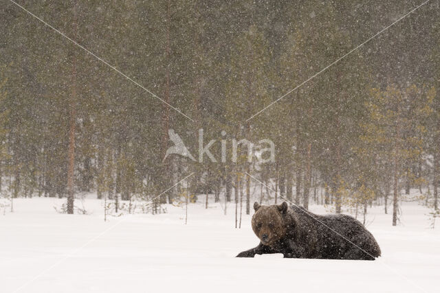 Bruine beer (Ursus arctos)