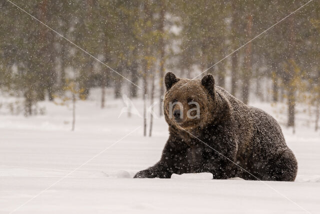 Bruine beer (Ursus arctos)