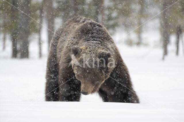 Bruine beer (Ursus arctos)