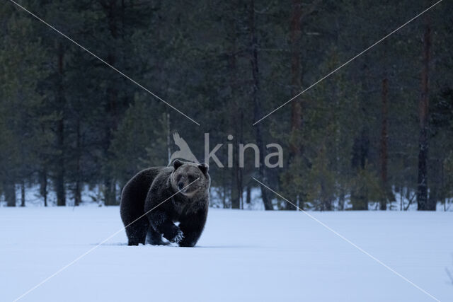 Bruine beer (Ursus arctos)