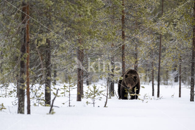 Bruine beer (Ursus arctos)