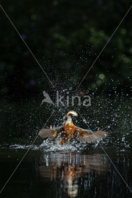 IJsvogel (Alcedo atthis)