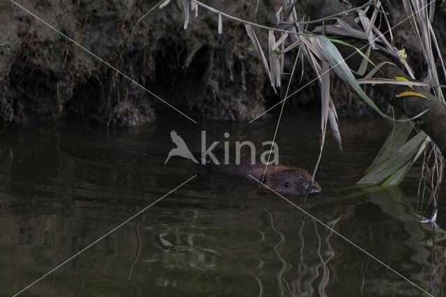 Europese bever (Castor fiber)