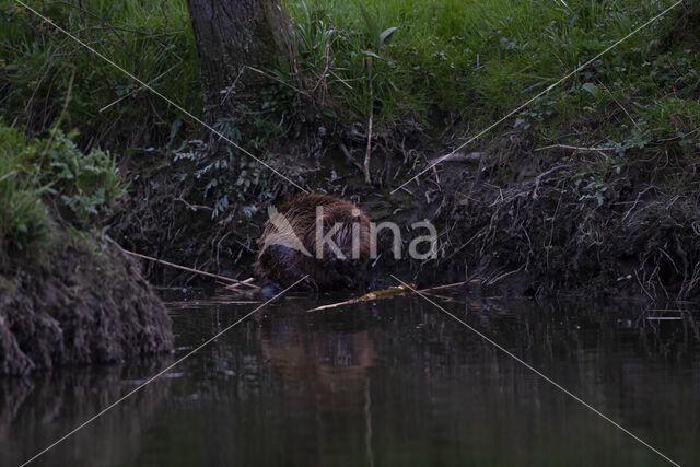 Europese bever (Castor fiber)