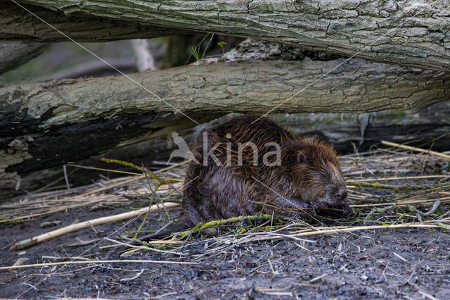 Europese bever (Castor fiber)