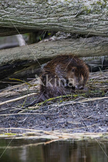 Europese bever (Castor fiber)