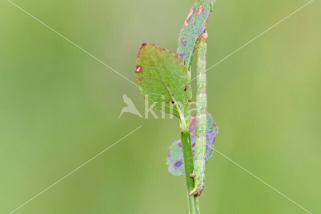 Gewone agaatspanner (Eulithis populata)