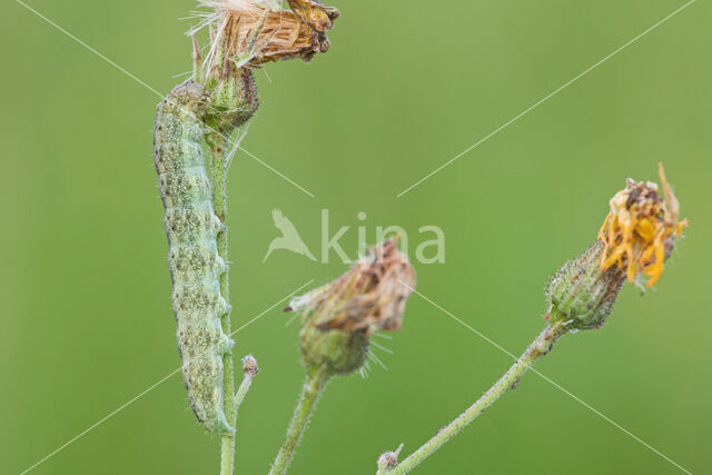 Tweekleurige uil (Hecatera bicolorata)