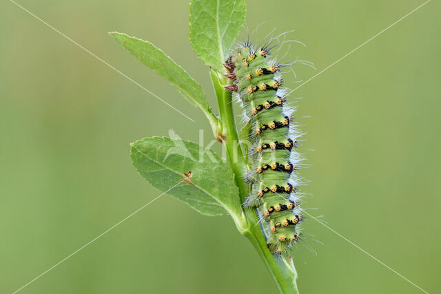 Kleine nachtpauwoog (Saturnia pavonia)