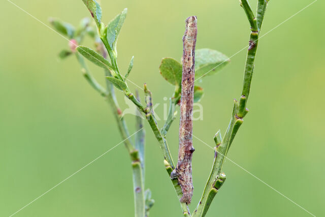 Geelbruine bandspanner (Plagodis pulveraria)