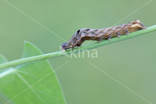 Houtspaander (Axylia putris)