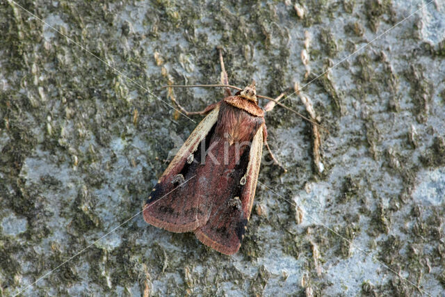 Haarbos (Ochropleura plecta)