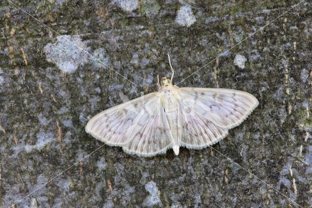 Parelmoermot (Pleuroptya ruralis)