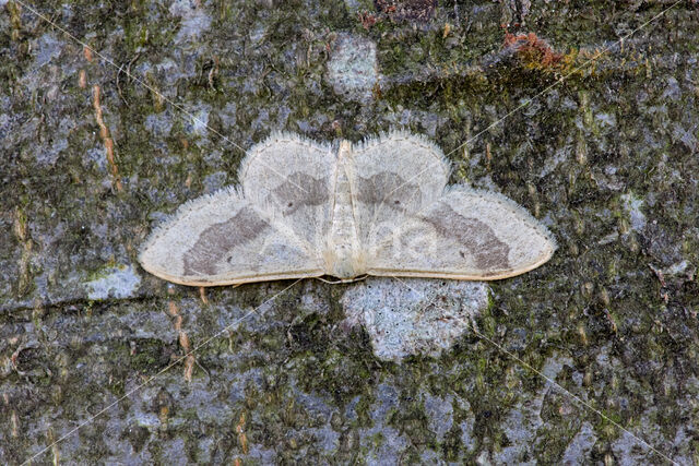 Grijze stipspanner (Idaea aversata)