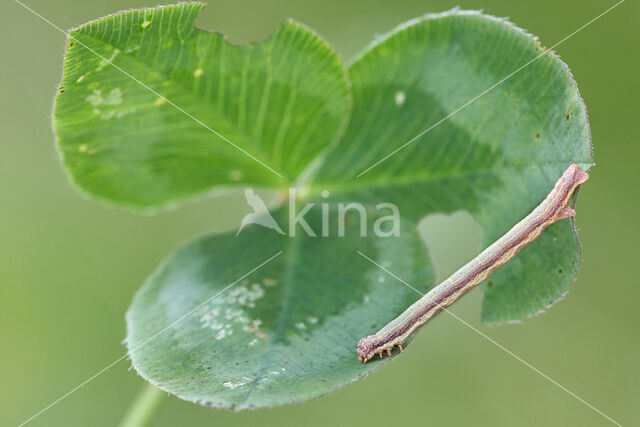 Gewone heispanner (Ematurga atomaria)