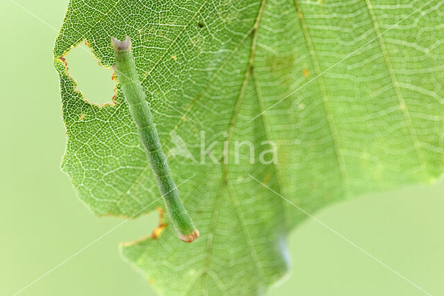 Gele oogspanner (Cyclophora linearia)